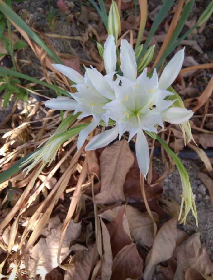 Azucena de mar – Las Flores de la Carmen