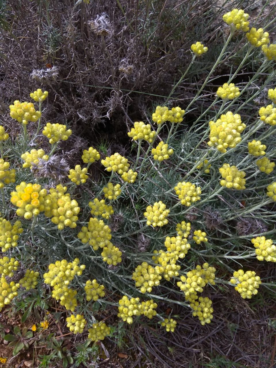Helichrysum stoechas- Siempreviva-Perpetua amarilla-Asteraceae – Las Flores  de la Carmen