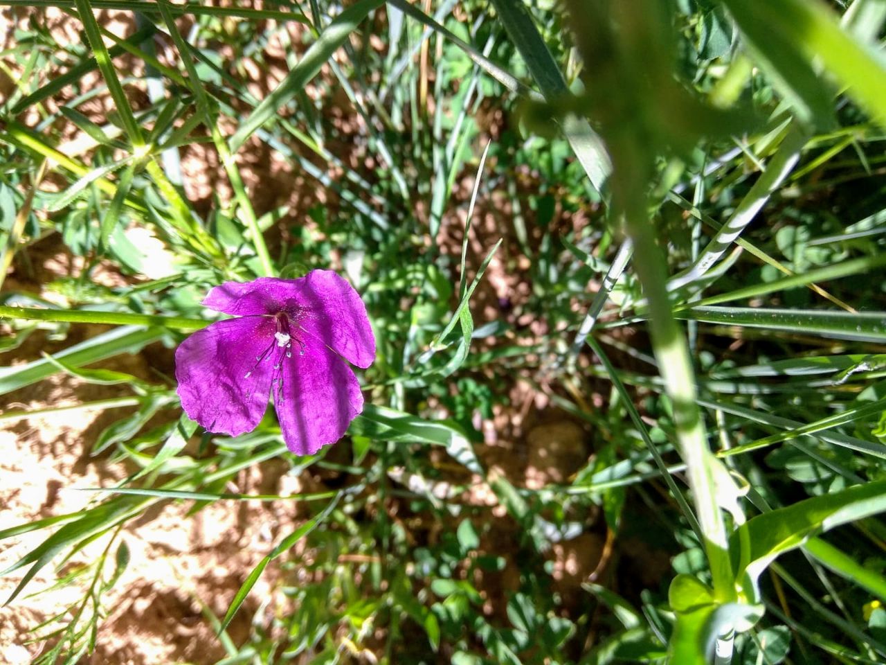 Romeraria hybrida-Amapola morada-Papaveraceae – Las Flores de la Carmen